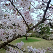 카가와현의 노면전차 고토덴 타고 벚꽃놀이 떠나기~