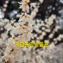 국립중앙박물관에 지금 피는 꽃 - 미선나무, 진달래, 매화 (2024. 03. 27)