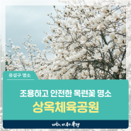 대전 유성구 주말에 가볼만한곳, 조용하고 안전한 목련꽃 명소 '상옥체육공원'
