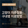 [더클래스동물메디컬센터] 고양이 대표적 질환 구내염, 치료방법은?
