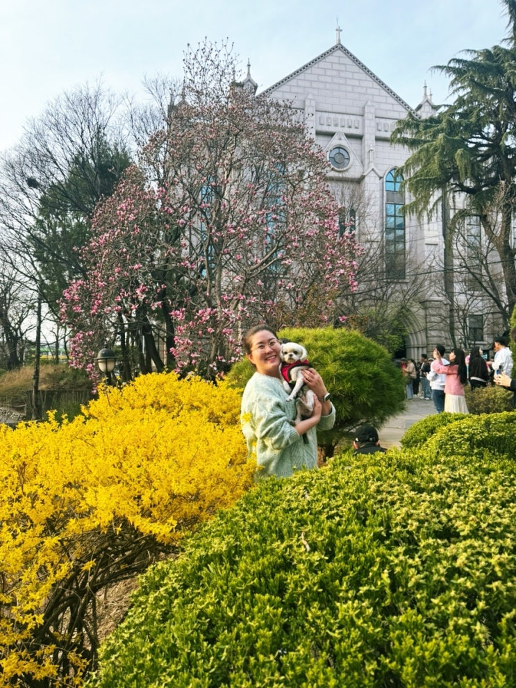 강아지들과 함께 한 애견동반 대구 목련 명소청라언덕 주차 및...