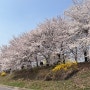 2024년 아이와 함께 가기 좋은 서울 벚꽃축제 숨은 명소 풉니다!