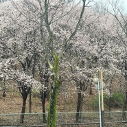 두류 공원 벚꽃, 아양교 벚꽃 개화 상태. 밤에 방문한 지저동 벚꽃길