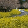 이번 주말 서귀포 유채꽃 축제장 - 가시리 녹산로 유채꽃길, 오늘 풍경