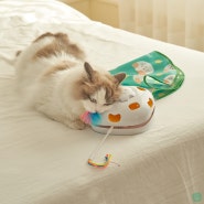 신제품 꼬리잡기 고양이 자동 장난감 출시!