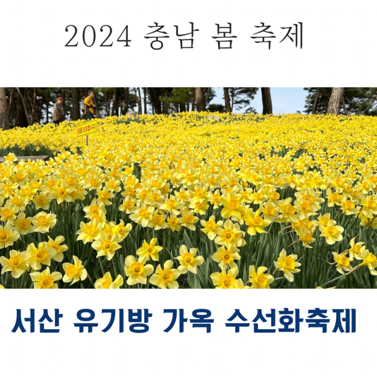 서산 유기방가옥 수선화축제 정보 및 포토스팟