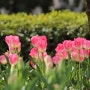 튜립(Tulip)