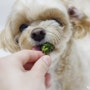 강아지 수제간식 만들기 야채 브로콜리 노견간식
