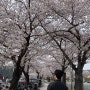 경주 벚꽃 여행 : 개화시기, 명소, 실시간 한눈에!