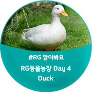 [모여라! RG 동물농장] Day 4. Duck(오리) : Ducks / 'Duck'이 들어간 영어표현