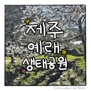 제주 예래생태공원 서귀포 유채꽃 벚꽃 구경하기 좋은곳