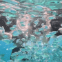 필리핀 보홀 발리카삭 고래상어 호핑투어 +관광지 패키지 가성비