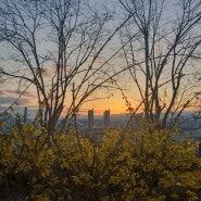 대전 대동 벽화마을 하늘공원 꽃구경 일몰풍경 [3월]