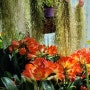 군자란화단 , 베란다화단 그린인테리어 홈가드닝 군자란꽃 호야꽃 틸란드시아