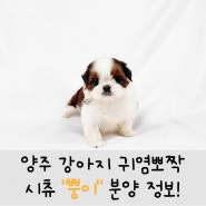 양주 강아지 분양 시츄 2개월 특징 단두종