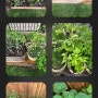 [KSEEDZ] 텃밭에 식물 심기전 고려사항 / 농사계획 - Garden plan