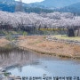 충주 수안보 온천 벚꽃 등 충북 충주 가볼만한곳 벚꽃 명소 여행 추천