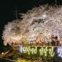 대전 벚꽃 개화시기 대청호 벚꽃 축제 개막 및 주차장, 먹거리 정보