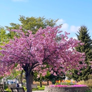 삿포로 4월 5월 날씨 정보와 벚꽃 개화시기 총정리