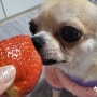 강아지 딸기 먹어도 되는 과일 주의사항 알기