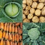초보 농사꾼의 하우스 농사!! 배추 & 감자 농사 이야기 3편 🥦🥔🥕 수확하고 판매하기