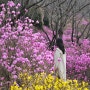 [부천] 봄나들이 가기 좋은 원미산 진달래동산 최신 정보(3/27기준 만개 정보)