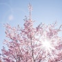 2024 일본 벚꽃 개화시기 만개일 (도쿄,오사카,후쿠오카,삿포로,etc)