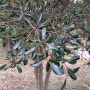 후피향나무 2(차나무과), 두꺼운 껍질에서 향기가 나는 나무