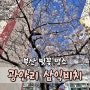 부산 광안리 벚꽃 명소 삼익비치 3월마지막주 실시간 개화상황