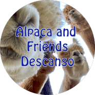 2024 우동구: 알파카와 친구들 (Alpaca and Friends, Descanso)