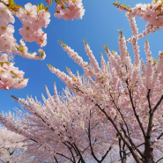 봄의 시작, 벚꽃축제와 실내 공기질 관리의 만남