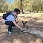 [호주 브리즈번]캥거루 코알라 보려면 [로네파인 코알라 상투아리]동물원을 가자!!