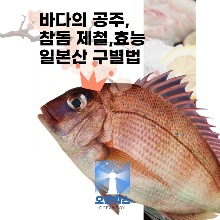 바다의 공주, 참돔 제철, 효능 및 칼로리 자연산,양식 구별법 : 네이버 블로그