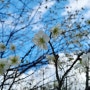 봄꽃 까-꿍, 봄산책 좋아!