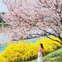 대구 동촌유원지, 벚꽃명소 실시간 개화현황 대구여행 봄꽃구경 가볼만한곳