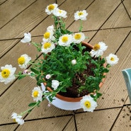 봄꽃 바스락거리는 하얀꽃 종이꽃 키우기, 화분 분갈이 하는법