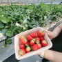 #주남농부더하기 #딸기수확체험