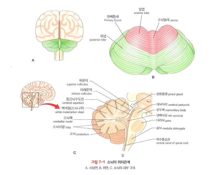 [동탄/오산 재활]소뇌 실조(Cerebellar ataxia) : 네이버 블로그