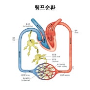 심장의 순환계와 똑같은 림프계가 존재한다.