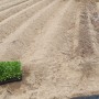 토양살충제 친환경 천연 살충제 농약살포기