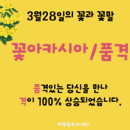 <100-79> 3월28일의 꽃과 꽃말. 꽃아카시아/품격