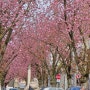 독일소도시여행 #독일본(Bonn)#Bonn #본여행 #유럽벚꽃명소