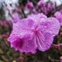 [ 부천진달래축제 ] 부천봄꽃축제 원미산 진달래축제