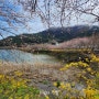 여수 승월마을 실시간 벚꽃 개화상황