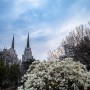 대구 봄꽃 구경 청라언덕 제일교회 목련 이어 자목련 동백 스팟