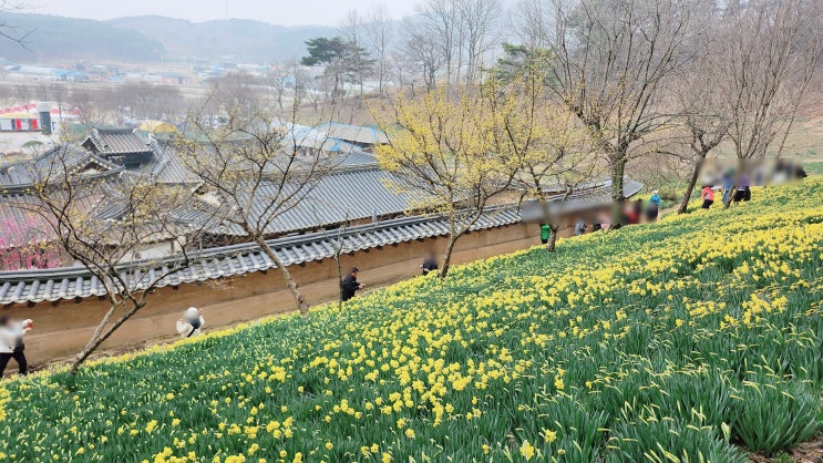 서산유기방가옥 축제 풍경 :0