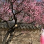 서울 봄꽃구경, 홍매화 명소로 유명한 창덕궁 매화는 활짝 피었어요.