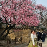 서울 봄나들이 가볼만한곳 창덕궁 홍매 만개