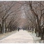 경기도 수원 벚꽃명소 광교저수지,황구지천 개화상태