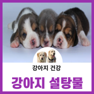 강아지 설탕물 저혈당,구토,설사,장염 위급시에 급여해도 괜찮아요.